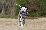 DALMATIEN 026